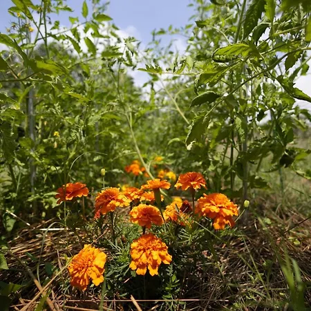 Et Table D'hotes Le Pontet Arthes